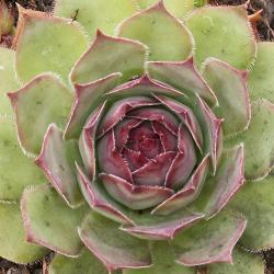 Sempervivum - Dachwurz - Hauswurz